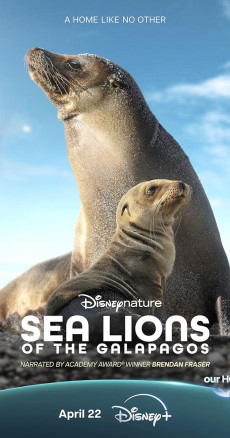 Sea Lions of the Galapagos